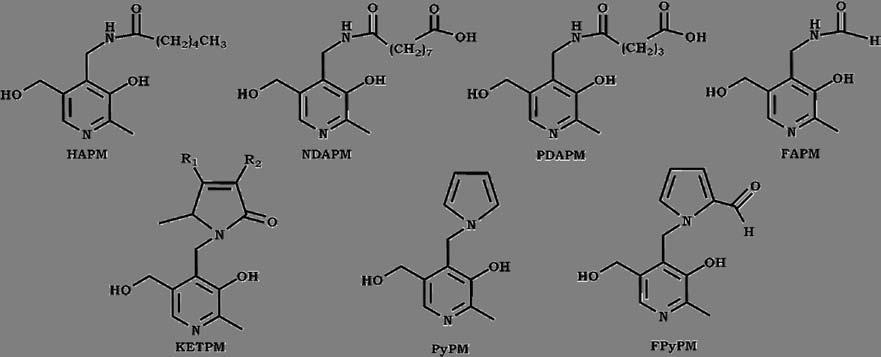 CAPÍTULO 1. GLICACIÓN PROTEICA (GP) pirrol (mediante la reacción de Paal-Knorr), que en el caso de los IsoK se convierte en un anillo lactámico [DAVIES, 2006]. Amarnath et al.