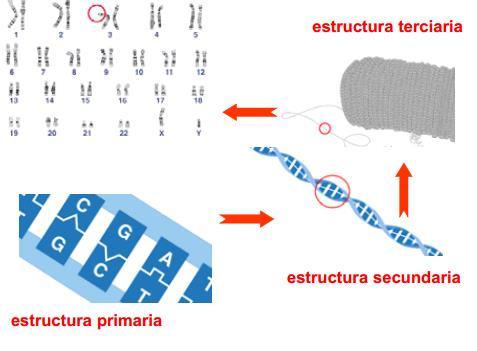 Estructura primaria: que hace referencia a la secuencia de bases. De esta depende toda la información genética.