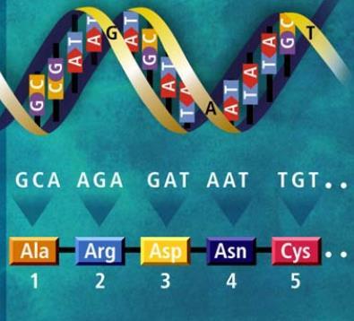 Estructura terciaria: que hace referencia a la compactación del DNA en forma de cromosomas con las proteínas necesarias.