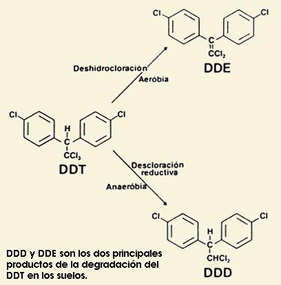Metabolismo del DDT en diferentes ambientes Reducciones