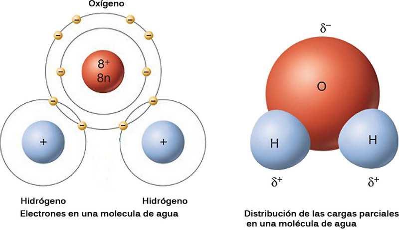 4. El agua y los seres vivos 23 4a. Cómo es la molécula de agua? (1/1) Cada molécula de agua H 2 O está formada por dos átomos de hidrógeno y uno de oxígeno.
