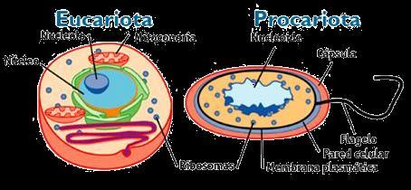 á á 2 Tipos de Organización Celular Biología _ 2º Bachillerato Todas las células tienen componentes comunes: Núcleo Nucleolo Eucariota Mitocondria Procariota Nucleoide Cápsula Membrana plasmática