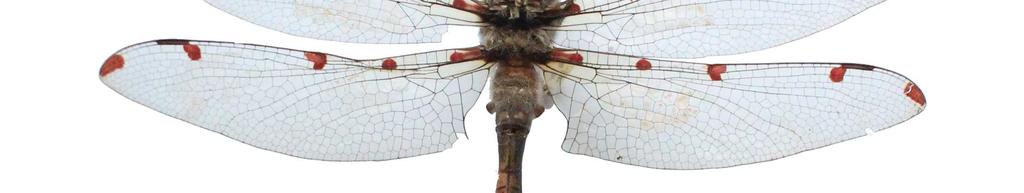 Reino: Animalia Orden: Odonata Phyllum/División: Arthropoda Familia: Austropetaliidae Clase: Insecta Género: Phyllopetalia Sinonimia: Odontopetalia apollo (Selys).