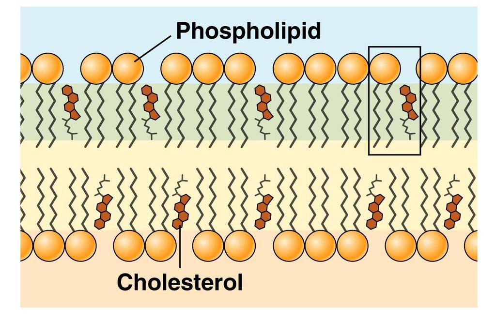 Las funciones del colesterol se pueden resumir de la siguiente manera: Inmoviliza los primeros carbonos de las cadenas hidrocarbonadas.