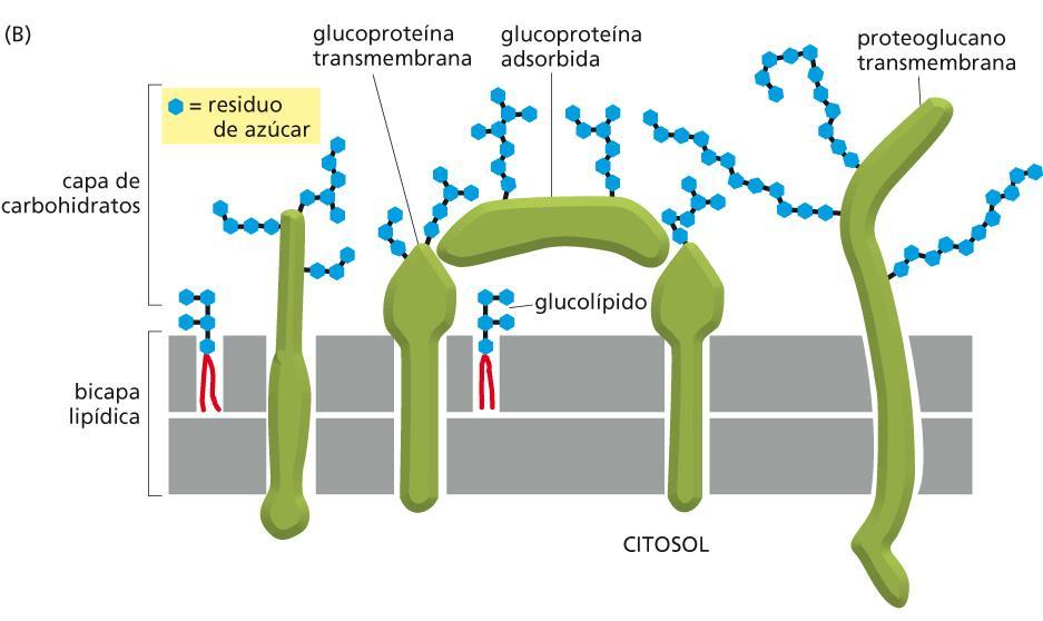 El Glucocalix suelen ubicarse en la cara no citosólicade la membrana plasmática, cuyas funciones se pueden resumir de la siguiente manera: - Proteger a la superficie de la célula de agresiones