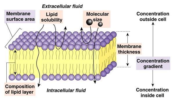 Permeabilidad de las membranas celulares La membrana plasmática es una barrera con permeabilidad selectiva que regula el intercambio de sustancias entre el citoplasma y el medio extracelular.