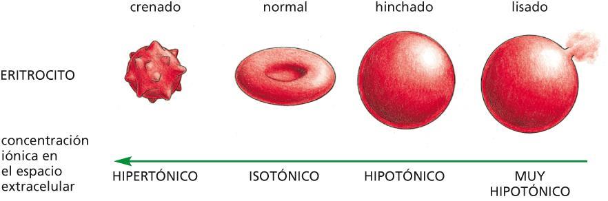 Si colocamos una célula, por ejemplo un glóbulo rojo, en una solución hipertónica (agua salada, por ejemplo) el H 2 O tenderá a salir por ósmosis hacia el medio extracelular, encogiendo o crenando al