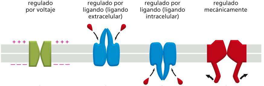 CANALES IÓNICOS: Los canales iónicos son poros o túneles formados por una o varias proteínas transmembrana.