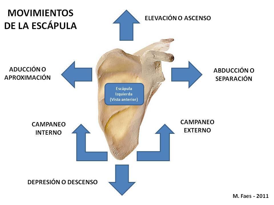 Tipo: artroidea Movimientos: se deslizan estos dos huesos permitiendo el movimiento del hombro Art.