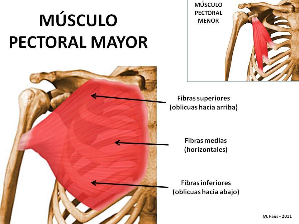 Músculo pectoral mayor: Origen: Clavícula, esternón, costillas y vaina del recto Inserción: Labio externo de la corredera bicipital Movimientos: flexor, aductor y rotador interno del hombro.