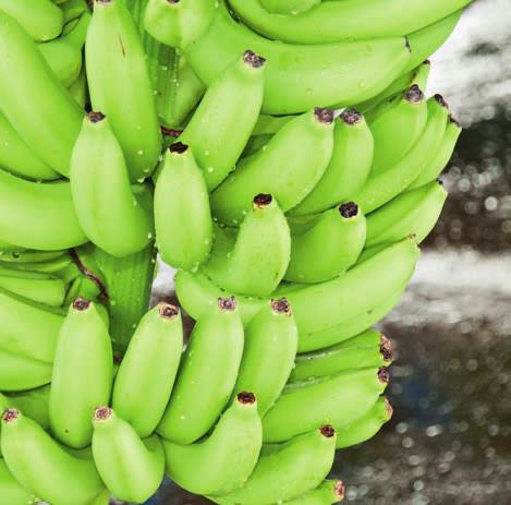 Quiénes participan El Grupo Acon es el mayor productor independiente de banano de Costa Rica y exporta más de 20 millones