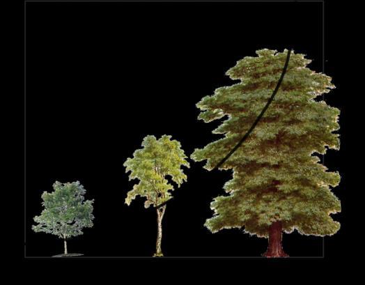 En quins arbres ens hem de basar?