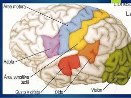 El cerebro recibe la información utilizando los 5