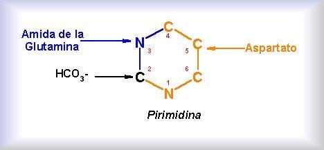 Las PIRIMIDINAS no se sintetizan a partir de nucleótidos Se