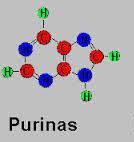heterocíclicos purina y