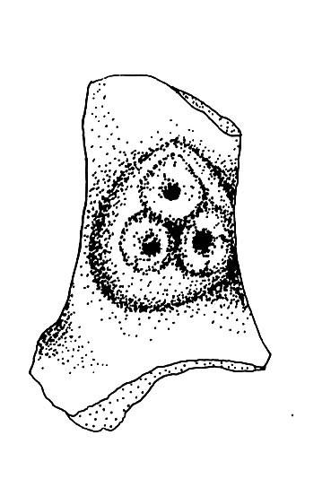Cerámico: Lepa Temporalidad: 625-1,000 D.C. Pasta: fina a media. Se observa una cantidad variable de desgrasante fino, probablemente piedra pómez y cuarzo.
