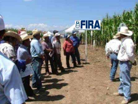 Para los despachos FIRA ofrece apoyos para su fortalecimiento y consolidación Para los despachos FIRA ofrece apoyos para su fortalecimiento y consolidación Expansión de estructuras