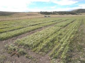 Introducción: En el Sur de Patagonia, una alternativa para mejorar la oferta forrajera de las áreas con mayor potencial consiste en la siembra de cereales de invierno en secano en áreas ecológicas