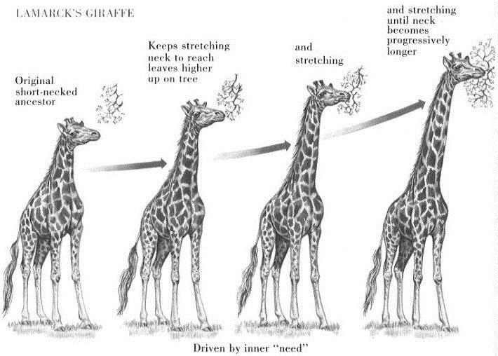 Y antes de Darwin. Qué teorías habían?. Jean Baptista Lamarck. Teoría del uso y del desuso. El caso de las jirafas.