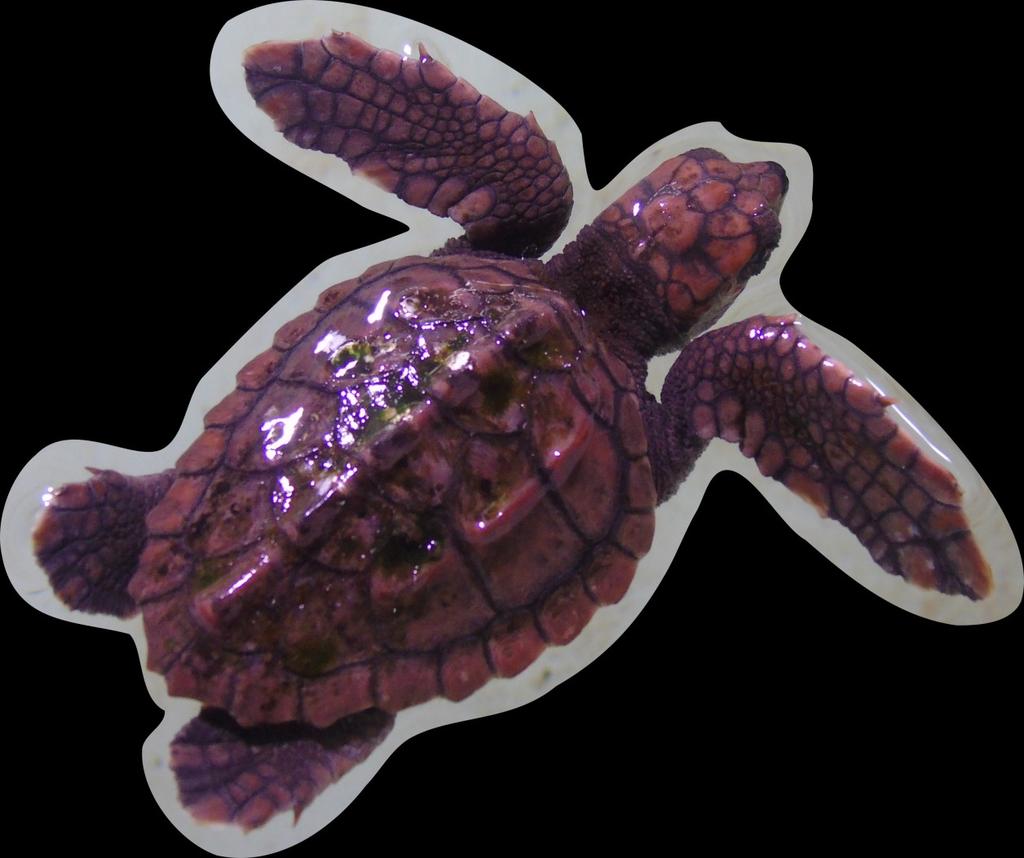 Los rastros y nidos de cada especie de tortuga marina suelen ser característico de cada una de ellas y pueden ser utilizados para su identificacio n.