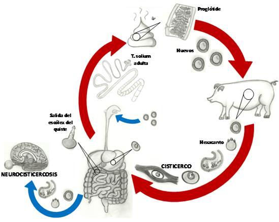 49 Figura No. 4. Ciclo de vida de T. solium. Dibujo realizado por los autores. Un mecanismo alterno en el cual persiste la parasitosis es la autoinfección endógena.