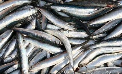 El 61,4% de la facturación procede de especies capturadas con la modalidad de cerco, como son la sardina (Sardina Pilchardus) y el