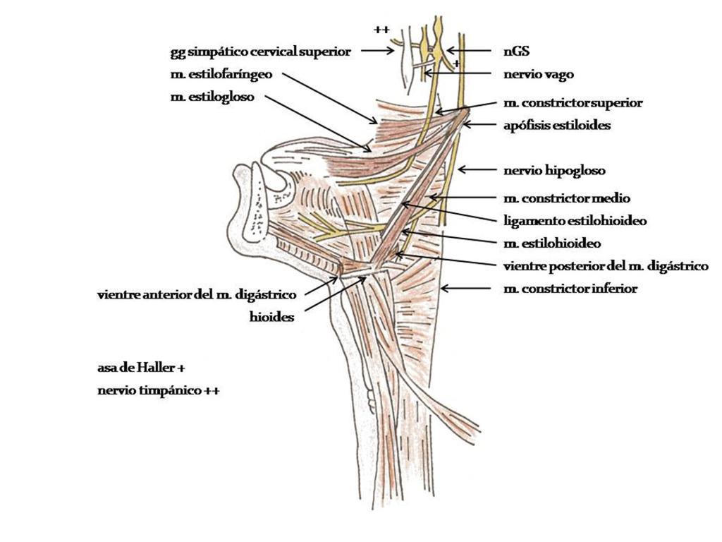 Fig. 10 Los músculos estiloideos forman una pirámide, la pirámide estiloidea, con vértice en la apófisis estiloides y base en el músculo constrictor medio de la faringe, donde