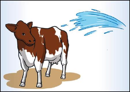 El agua debe ser rociado sobre el lomo de las vacas, suficiente como para cubrir toda la vaca. [22] Figura 15: Rociar con agua a las vacas con altas temperaturas corporales VII.