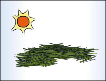 [15] Figura 8: Secar el forraje en el sol para reducir el nivel de humedad Detectar la condición alimenticia de las vacas Si existe alguna sospecha de una dieta desbalanceada en el ganado lechero,