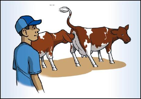 que están rumiando. Aproximadamente 60% de las vacas lecheras que estan descansando deberían estar rumiando.