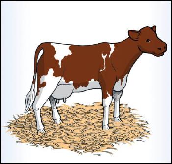 [18] Figura 11: Camas suaves para vacas Desarrolle por escrito un programa de salud del ganado que contenga acciones de manejo de la salud del ganado para