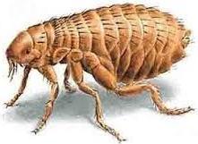 Clase INSECTOS Los insectos son el grupo más numeroso del Reino Animal (más de 1 millón de especies conocidas). tienen el cuerpo dividido en tres partes: CABEZA, TÓRAX y ABDOMEN.