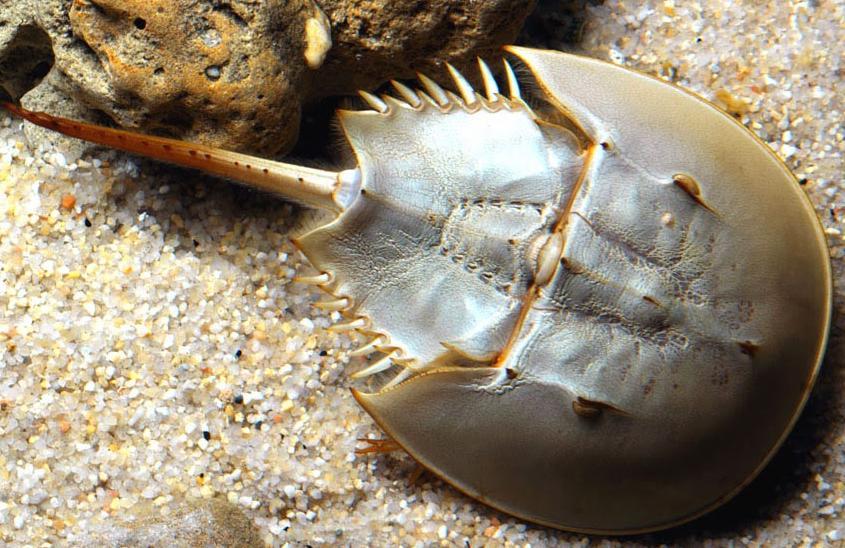 Subfilum QUELICERADOS Los quelicerados son artrópodos que poseen cuatro pares de patas y poseen, al igual que los crustáceos, la cabeza fusionada con el tórax, formando un cefalotórax (también