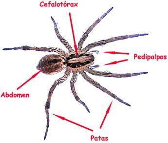 En general, la vista de las arañas es generalmente muy pobre a pesar de tener 3 o 4 pares de ojos simples denominados ocelos.