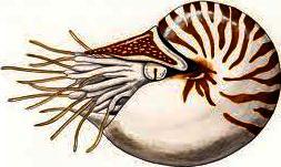 vive en el Océano Pacífico y muy parecido a los cefalópodos que vivieron en los mares de la Tierra hace