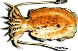 Nautilus Así, la mayoría de los cefalópodos actuales poseen un resto de la concha en su interior.