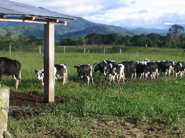 Mejorando la ganadería. Plan de Desarrollo Ganadero de la Región, con financiamiento de S/ 9 000,000 a partir del 2008.