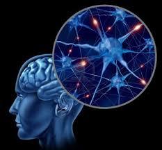 Plasticidad Neuronal u Plasticidad Neuronal: Es la capacidad de áreas cerebrales o grupos neuronales de responder funcionalmente en el sentido de suplir las deficiencias correspondientes a la lesión.