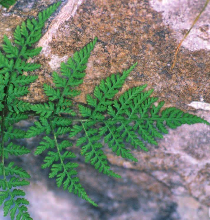 Cystopteris montana (Lam.) Desv. sinónimos Polypodium montanum Lam. familia Woodsiaceae (inc. Athyriaceae) catalogación C.EE.AA.