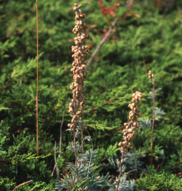 Artemisia armeniaca Lam. sinónimos Artemisia potentillifolia Fisch. ex Spreng. familia Asteraceae (Compositae) catalogación C.EE.AA.