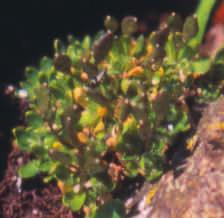 Draba fladnizensis J. V. Ferrández distribución Boreo-alpina. En España, solo se ha encontrado en el Pirineo de Huesca y Lérida, que constituye su límite suroeste en Eurasia.