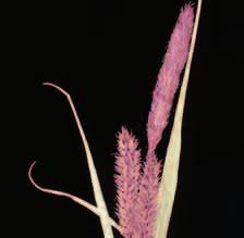 Carex acutiformis J. L. Benito distribución Euroasiática, naturalizada en Norteamérica. Se reparte de forma discontinua por el norte de la península Ibérica.