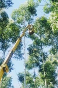 Grupos de trabajo: Mejoramiento genético forestal Líneas