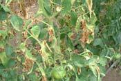 campestris) La podredumbre negra de las crucíferas Sobrevive en y sobre la semilla y en restos de plantas enfermas y malezas (Brassica campestris, B. nigra, B.