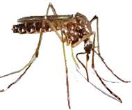They prefer to bite during the day. A few infected mosquitoes can produce large outbreaks in a community and put your family at risk of becoming sick.