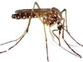 Ayude a controlar los mosquitos que transmiten los virus del dengue, chikungunya y Zika B Z Z Z Z.