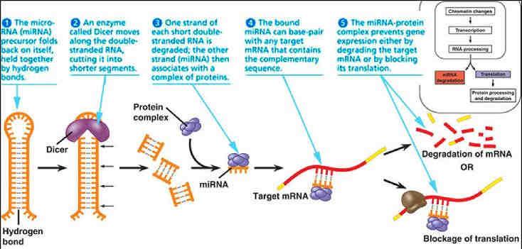 Mechanism of action of micrornas regulating gene expression microrna Mir-410 The microrna