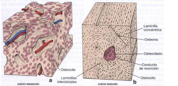 Las células del hueso inmaduro tienden a distribuirse al azar.
