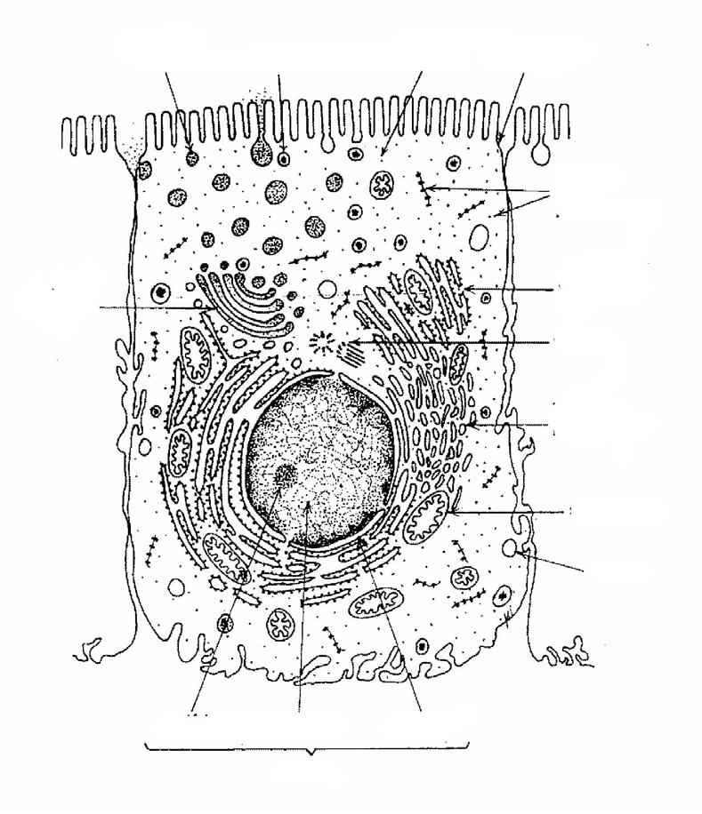 Introducción a la Biología TP Nº 2-3 - contienen una gran cantidad de organelas, la mayoría de las cuales no existen en las células procarióticas.