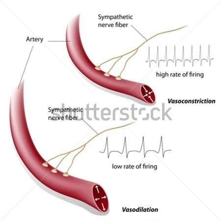 Vasodilatación: Vasodilatación es la capacidad de los vasos sanguíneos (arterias y venas) de dilatarse frente a estímulos químicos secretados por células inflamatorias, el endotelio (óxido nítrico),